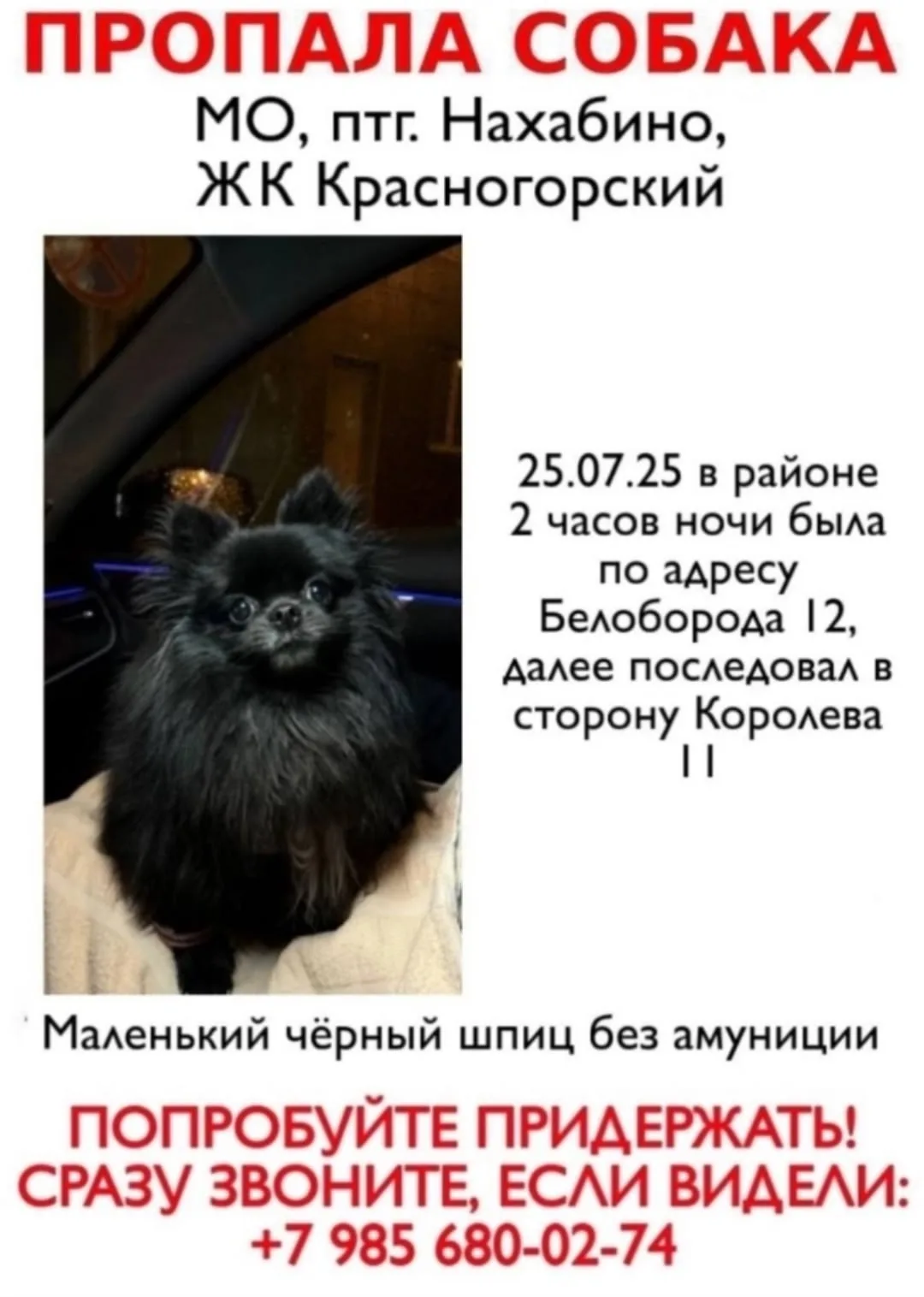 Пропала собака в Красногорске — фото питомца