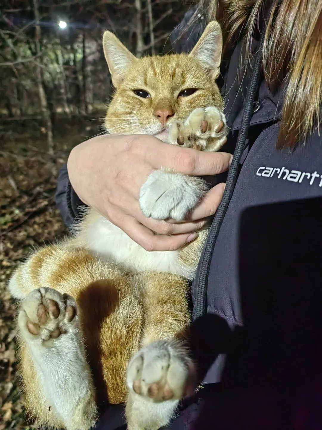 Найдена собака в Тюмени — фото питомца