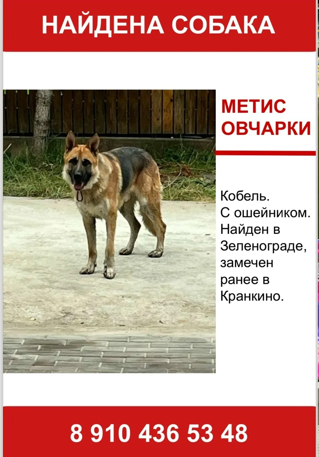 Найдена собака в Красногорске — фото питомца