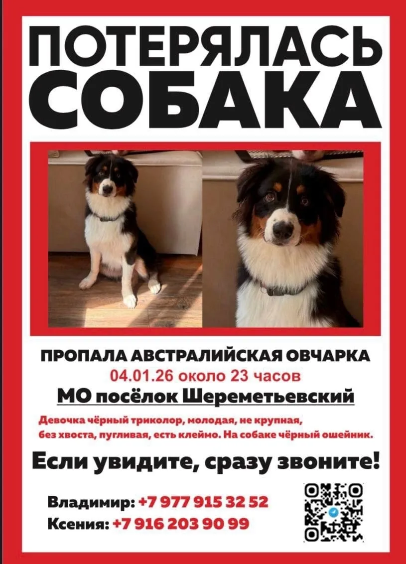 Пропала собака в Красногорске — фото питомца