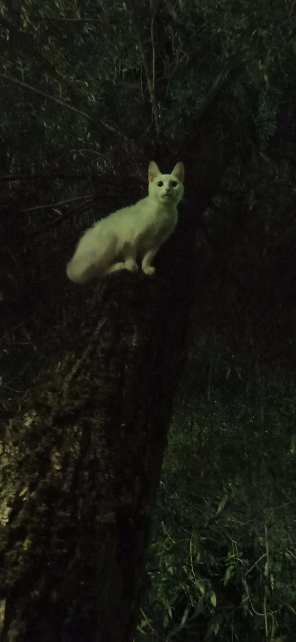 Пропала кошка в Красногорске — фото питомца