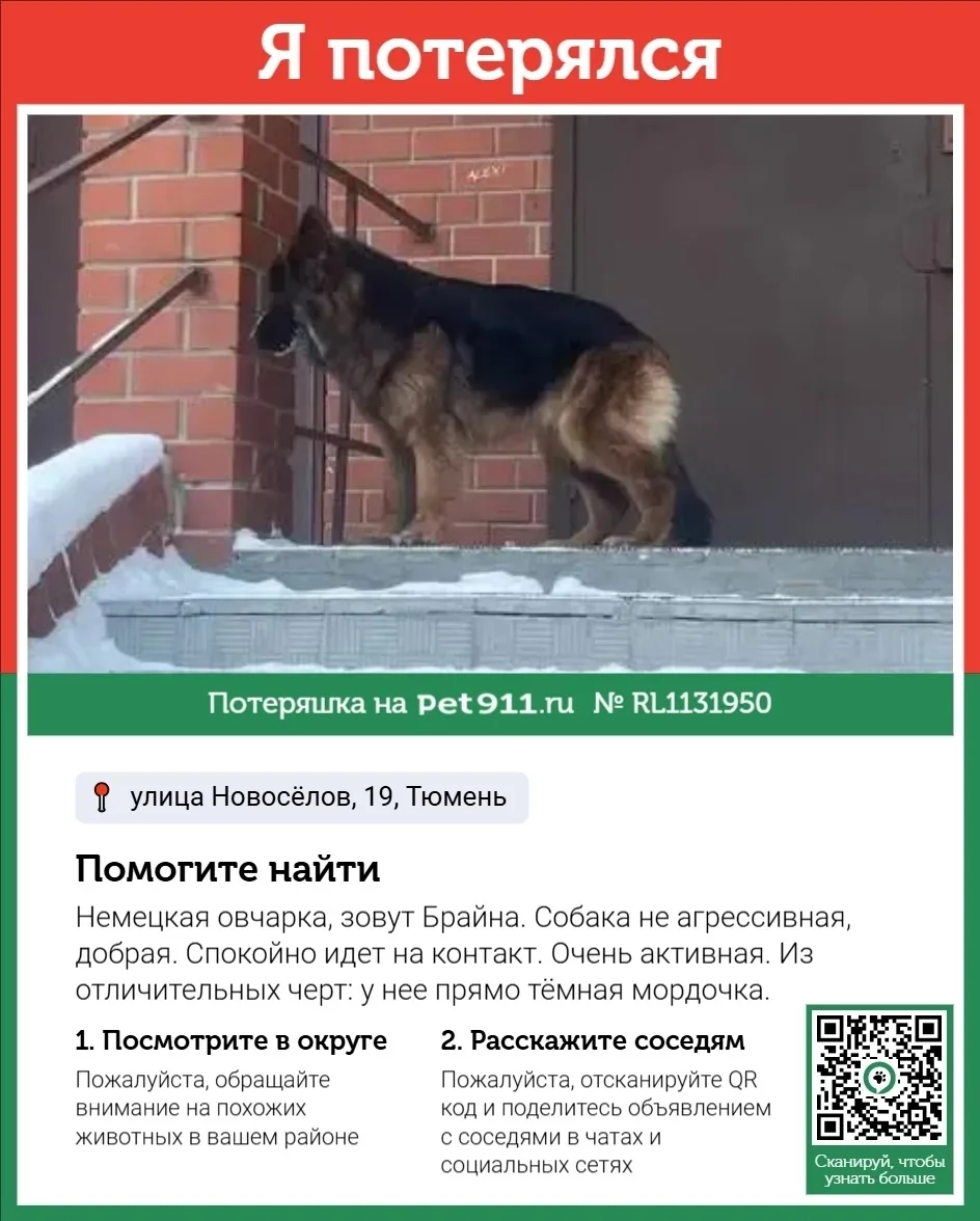 Пропала собака в Тюмени — фото питомца