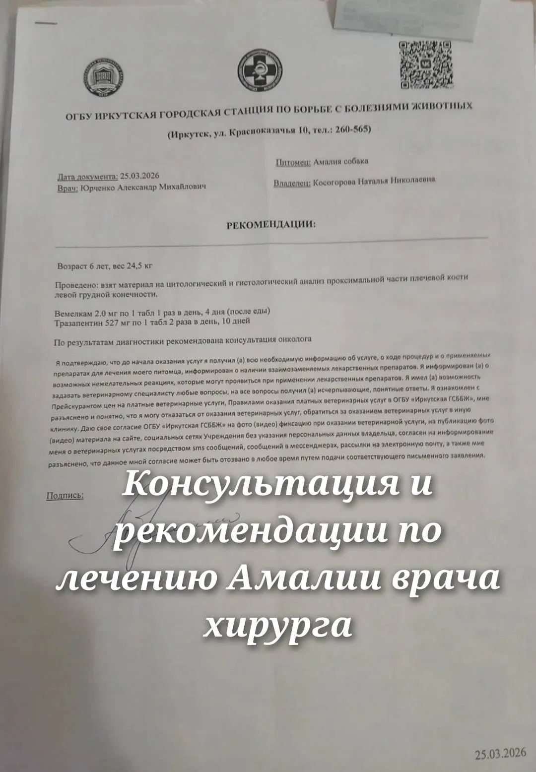 Найдена собака в Иркутске — фото питомца