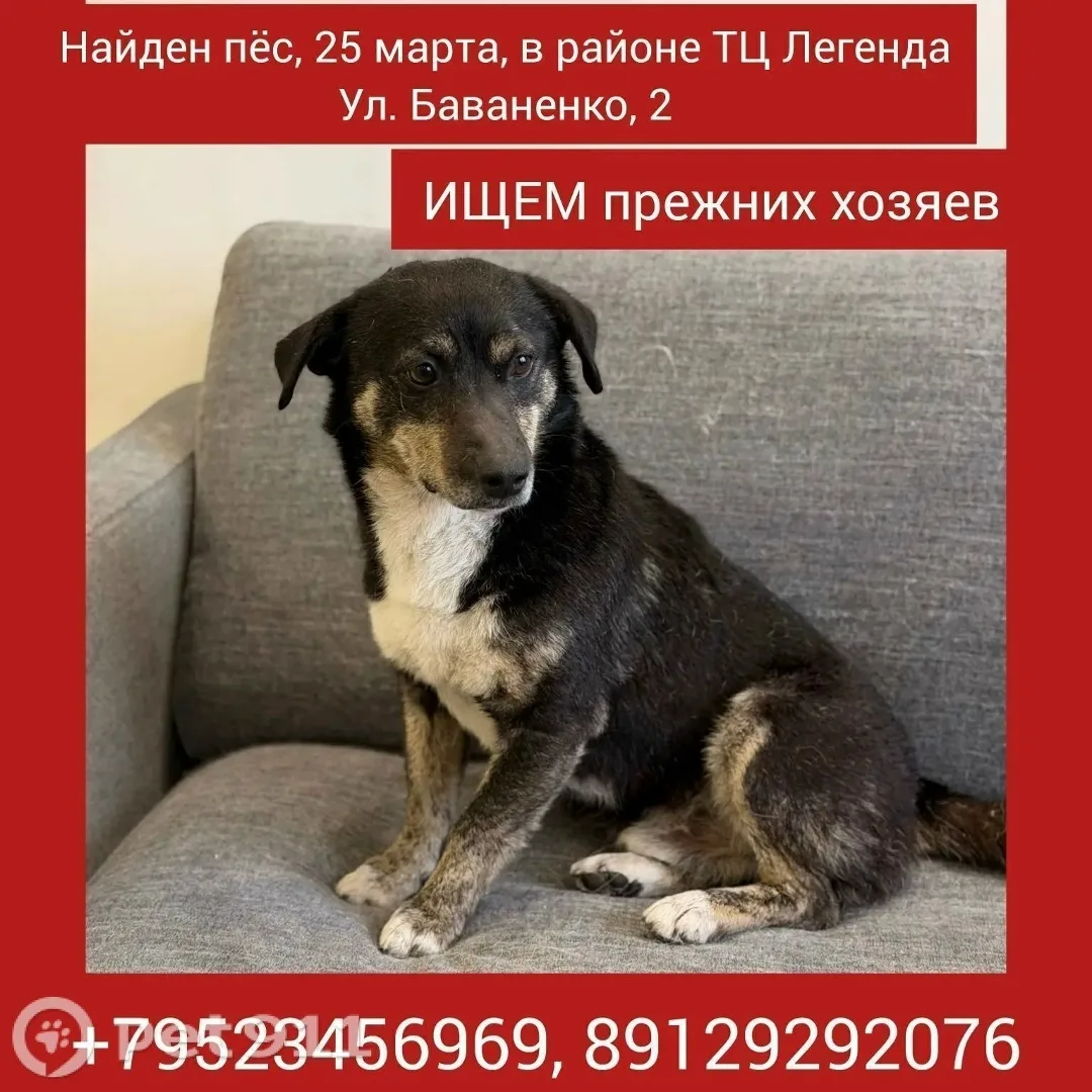 Найдена собака в Тюмени — фото питомца