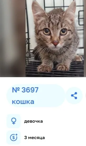 Найдена собака в Тюмени — фото питомца