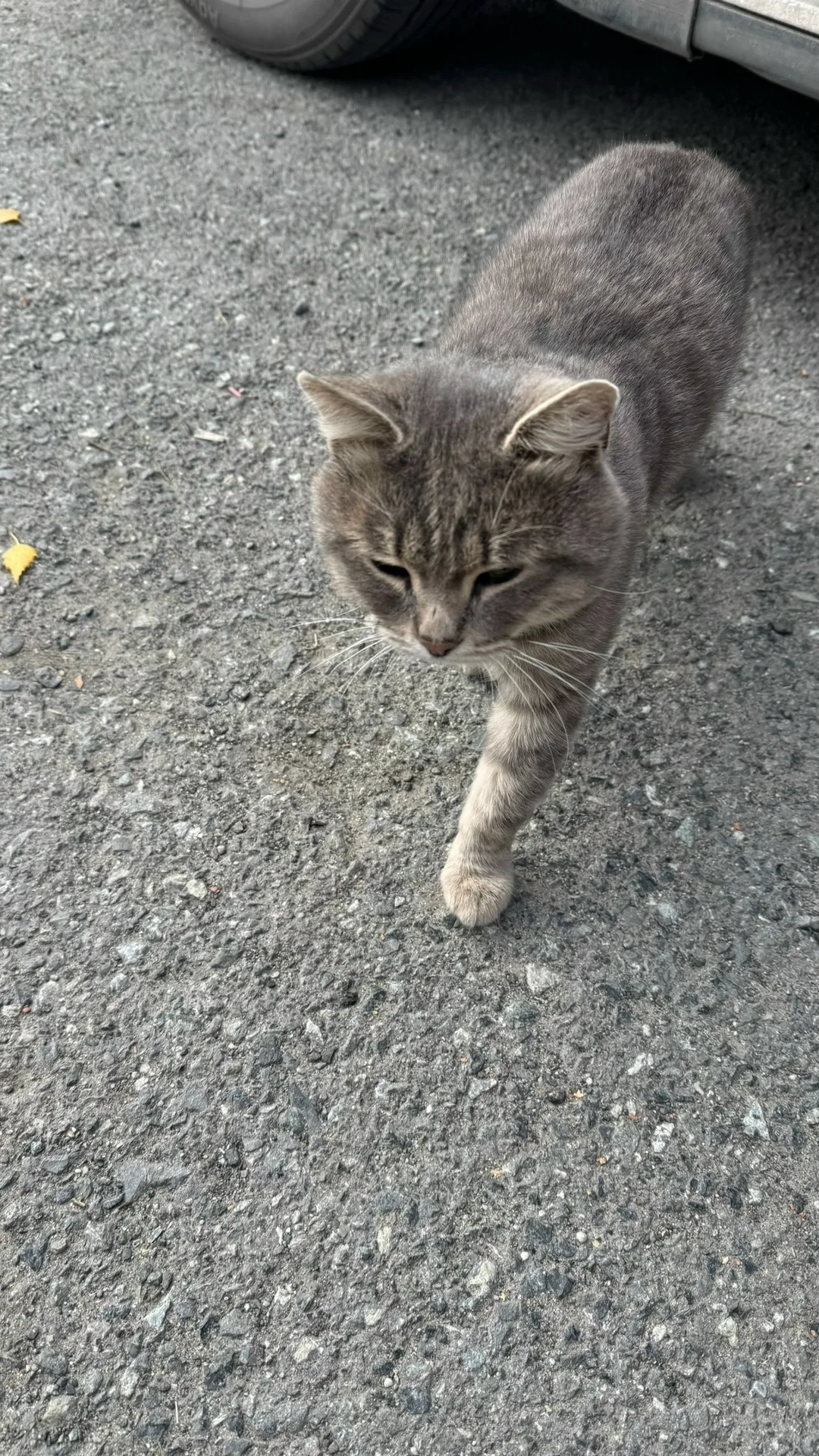 Найдена собака в Тюмени — фото питомца