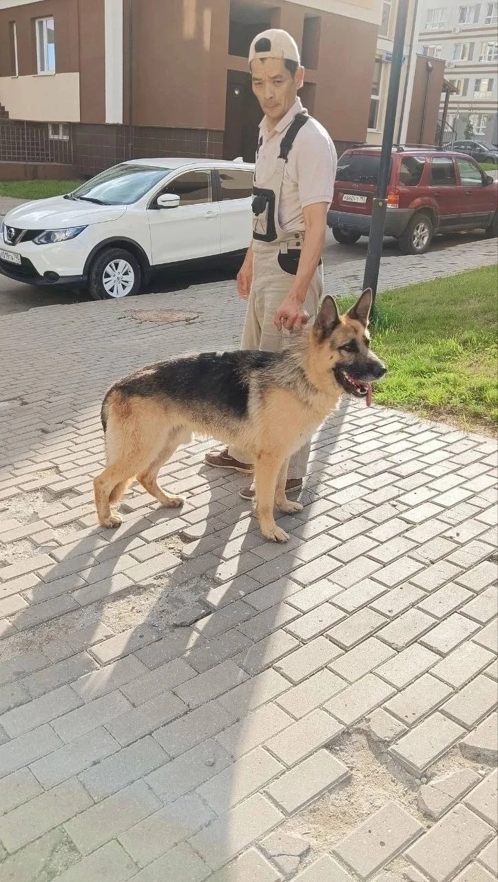 Пропала собака в Красногорске — фото питомца