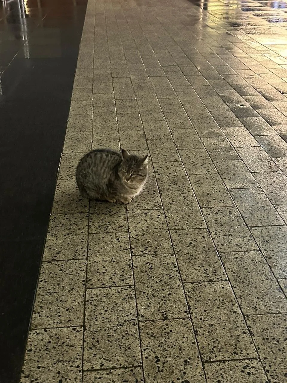 Найдена кошка в Красногорске — фото питомца