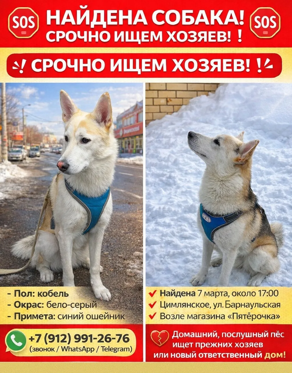Найдена собака в Тюмени — фото питомца