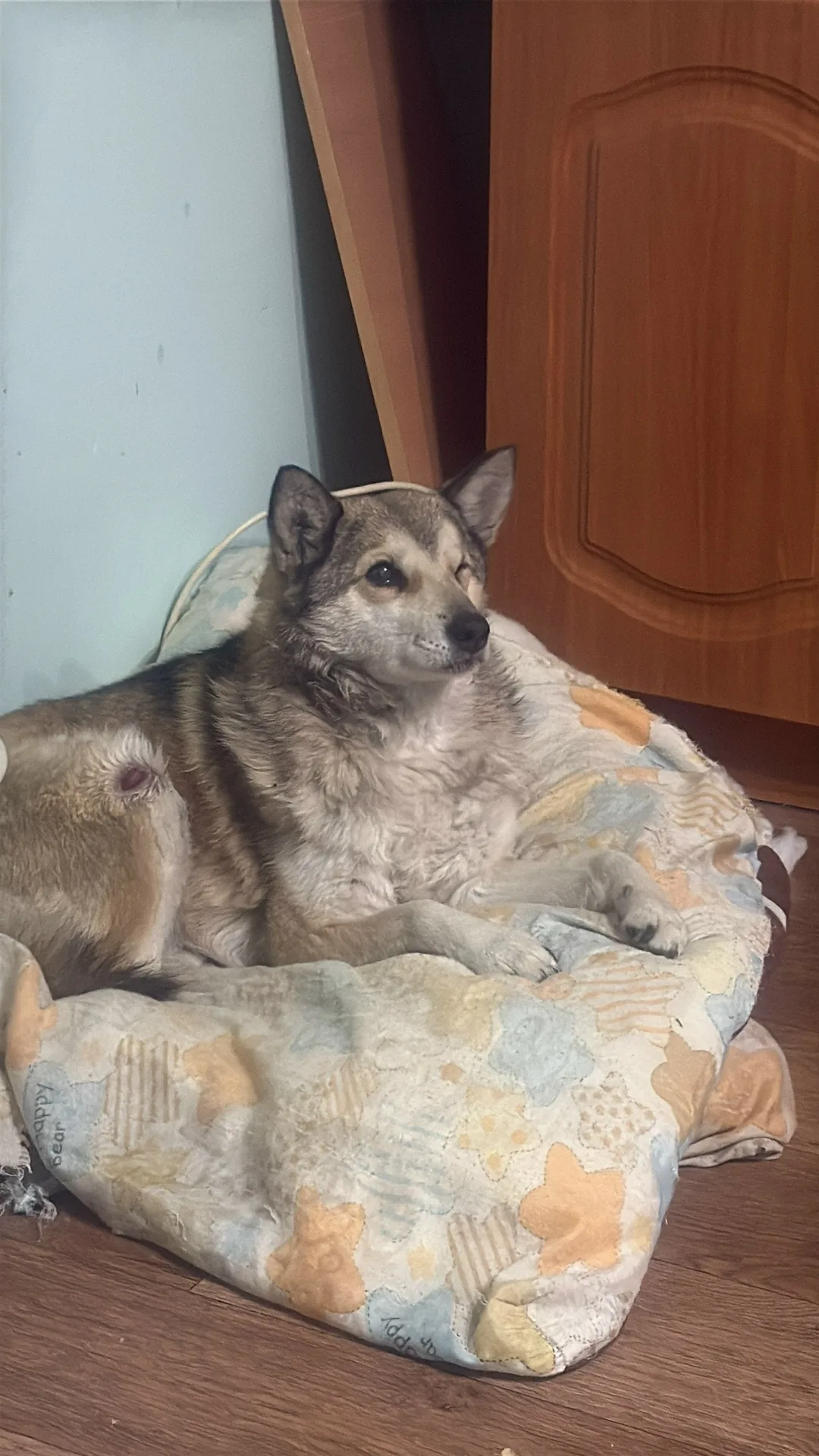 Найдена собака в Тюмени — фото питомца