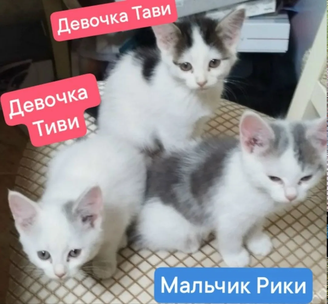 Найдена собака в Тюмени — фото питомца