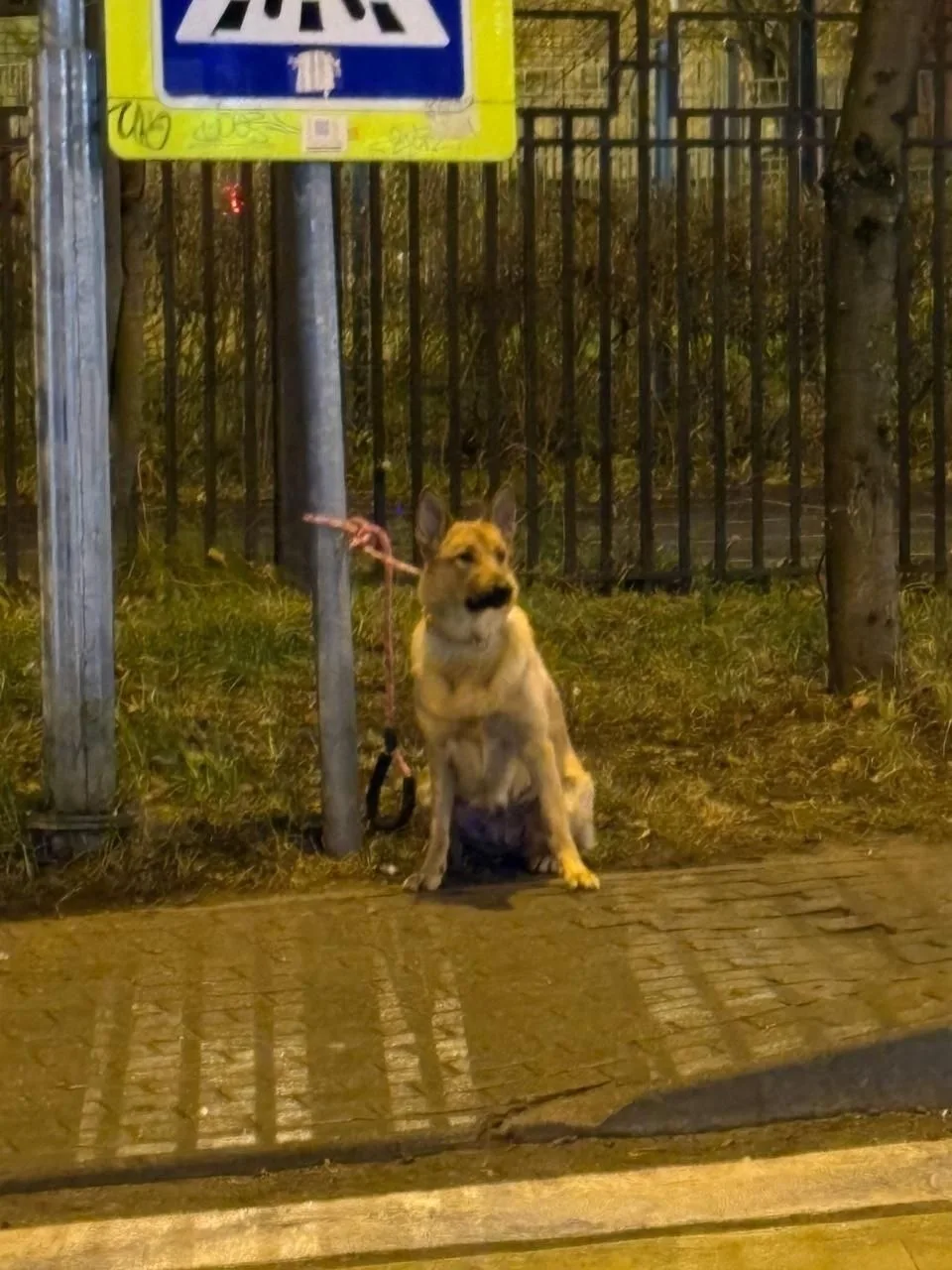 Пропала собака в Красногорске — фото питомца