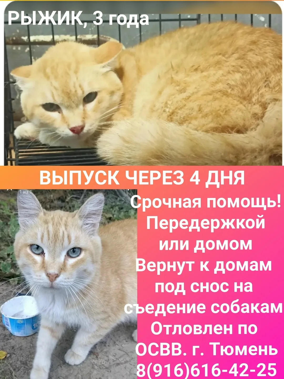 Найдена собака в Тюмени — фото питомца
