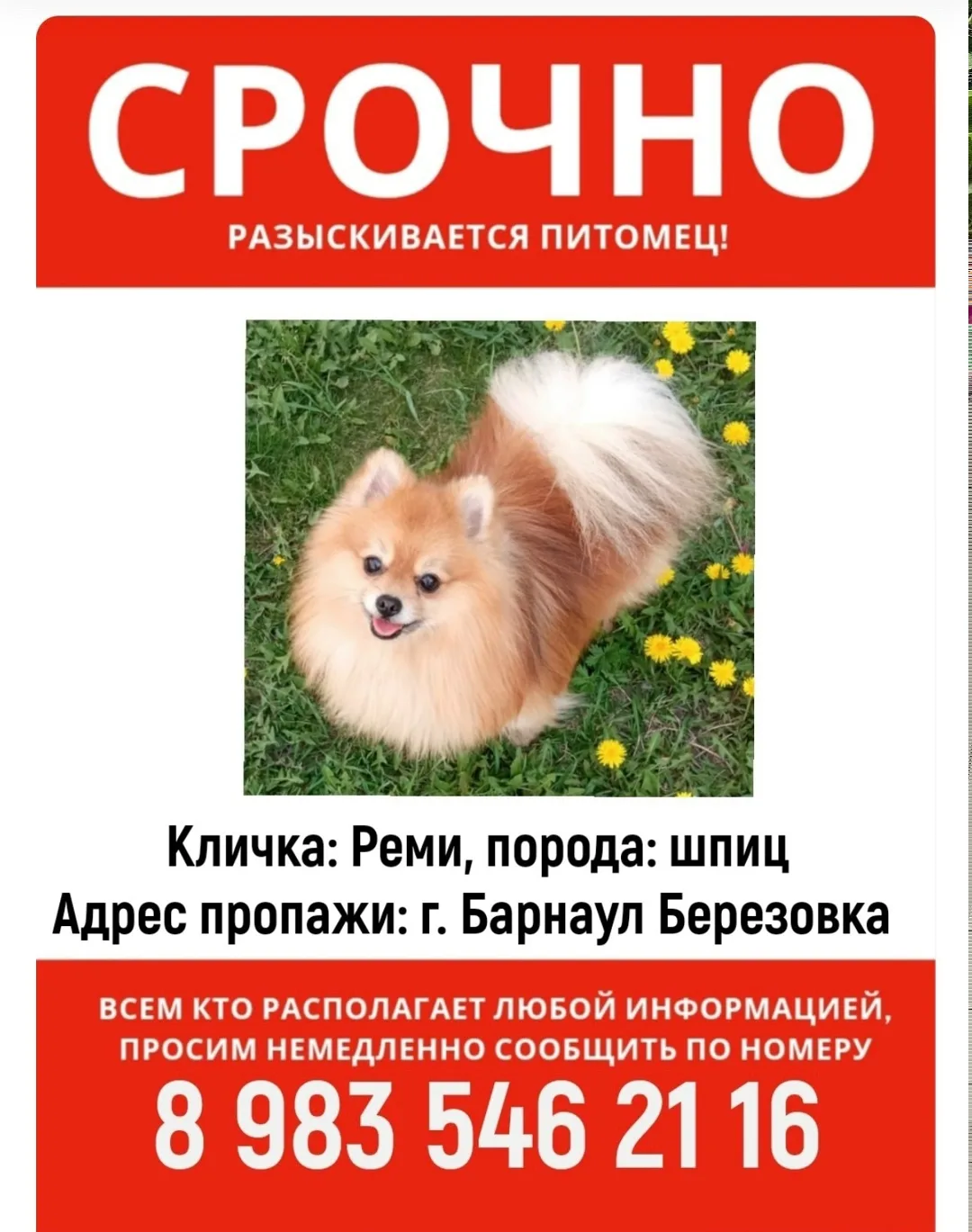 Пропала собака в Барнауле — фото питомца