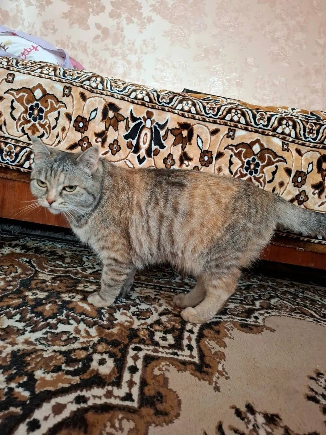 Найдена собака в Барнауле — фото питомца