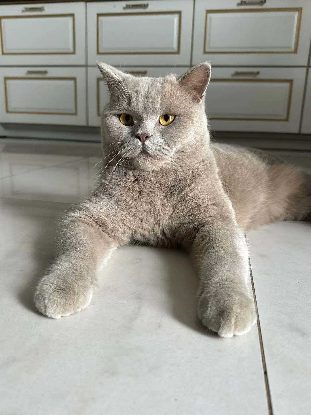 Пропала кошка в Тюмени — фото питомца