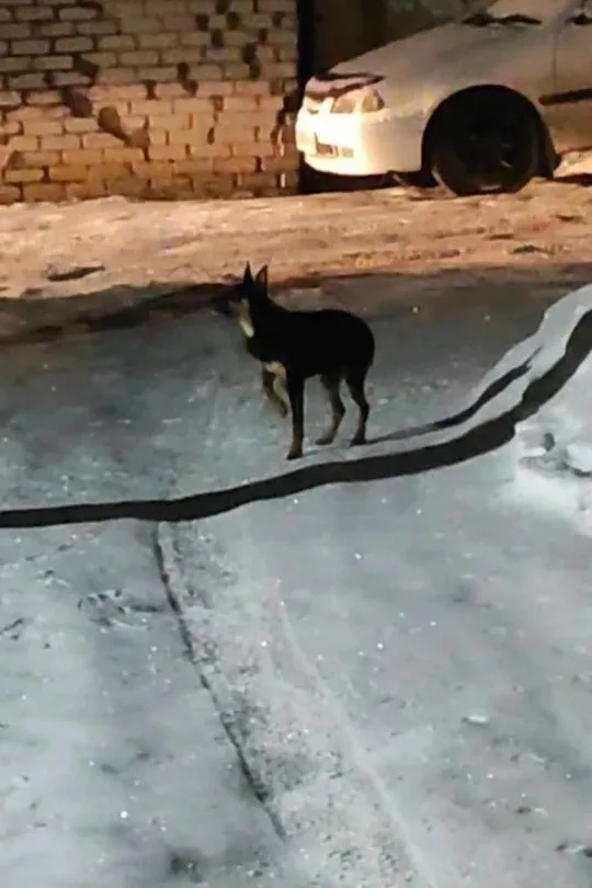 Найдена собака в Барнауле — фото питомца