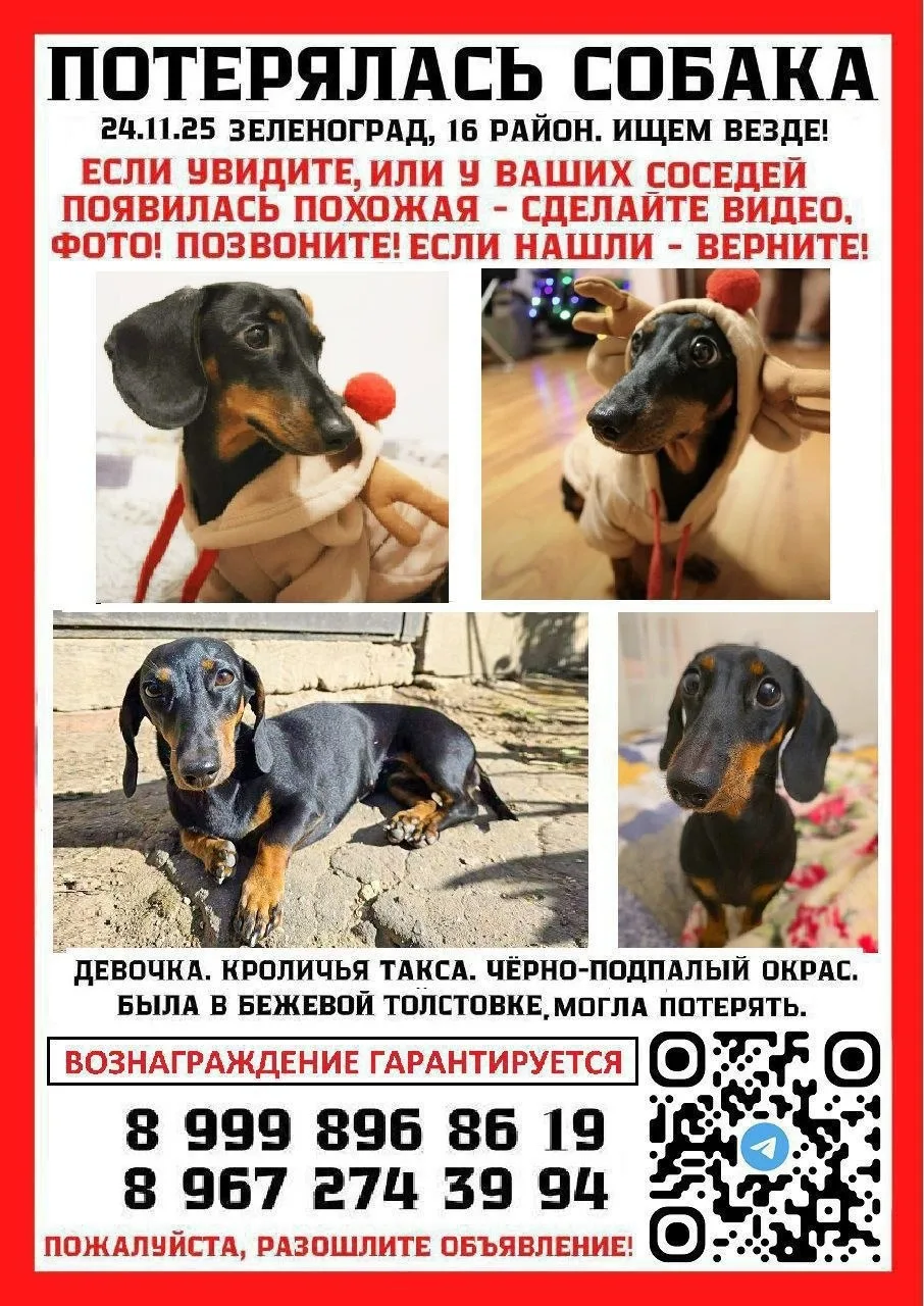 Найдена собака в Зеленограде — фото питомца