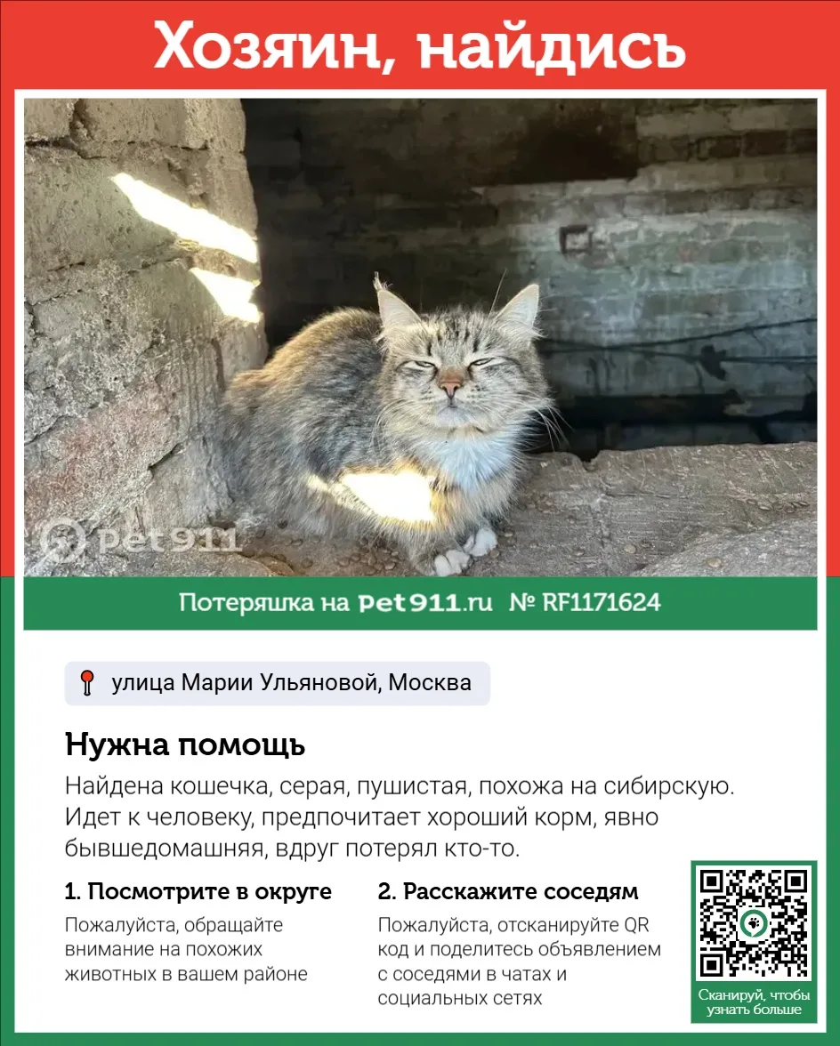 Найдена кошка в Москве — фото питомца