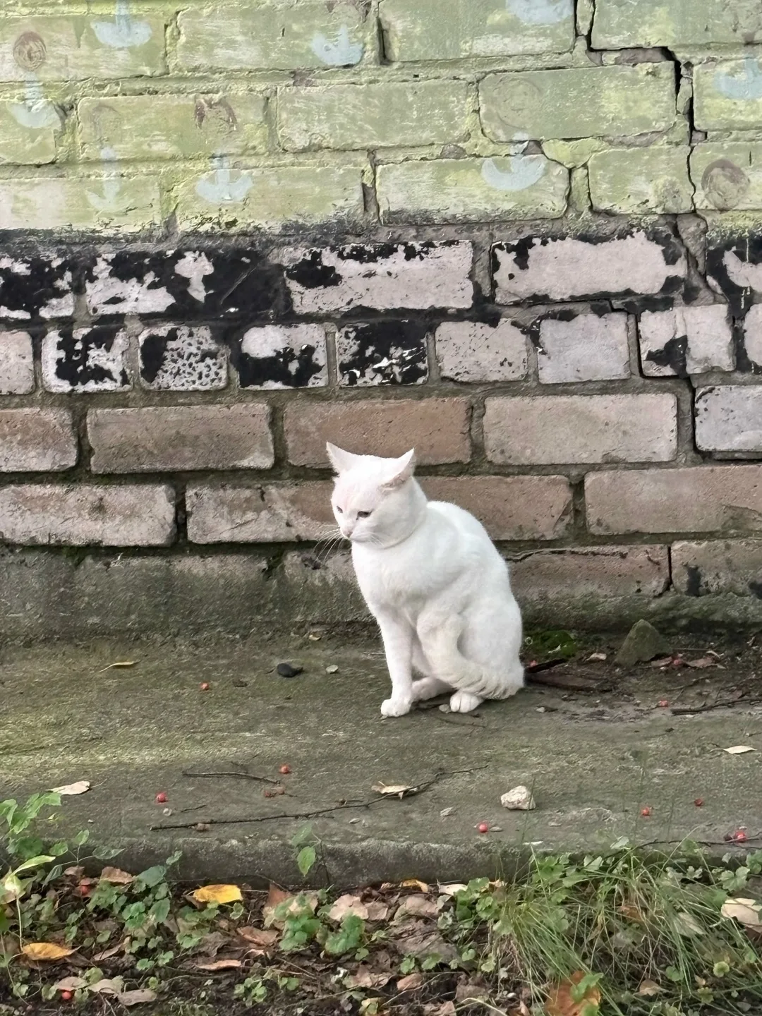 Найдена собака в Барнауле — фото питомца