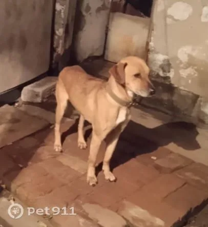 Пропала собака в Барнауле — фото питомца