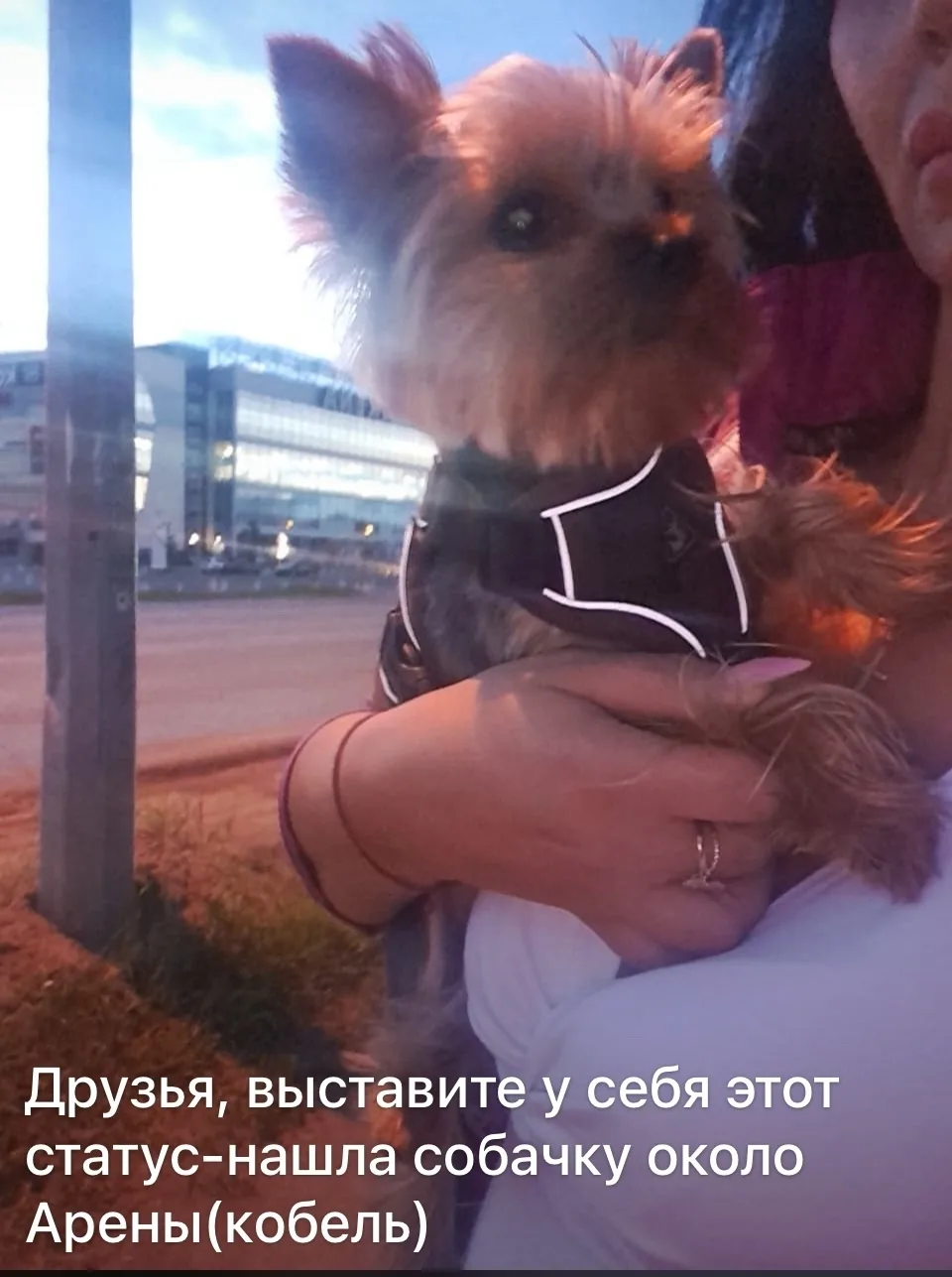 Найдена собака в Барнауле — фото питомца