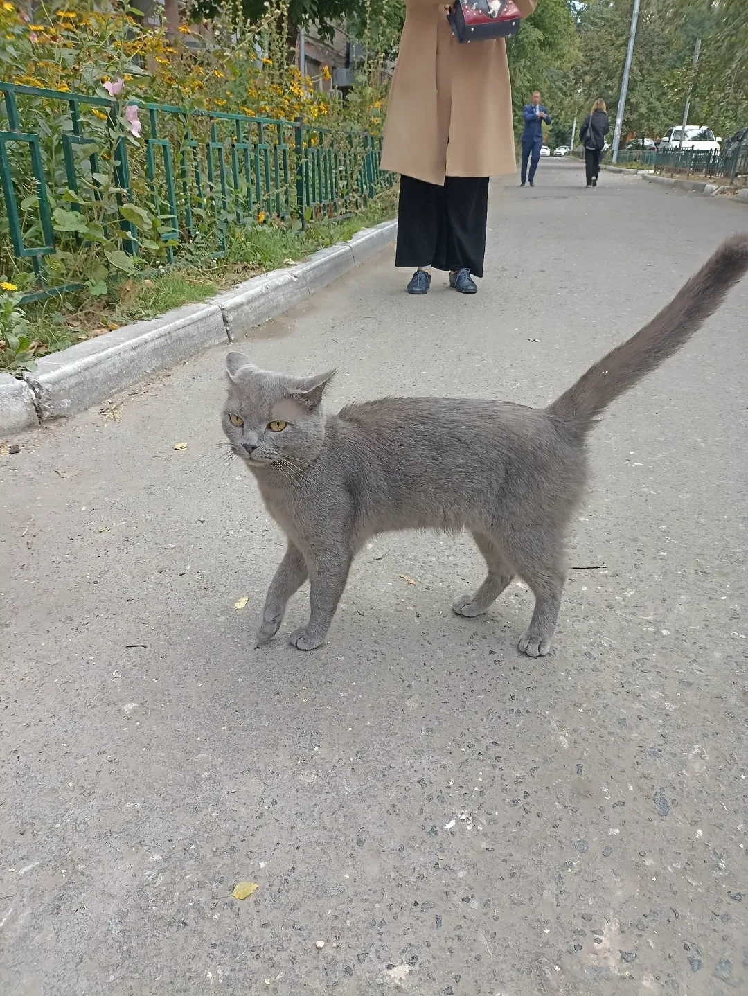 Найдена собака в Тюмени — фото питомца