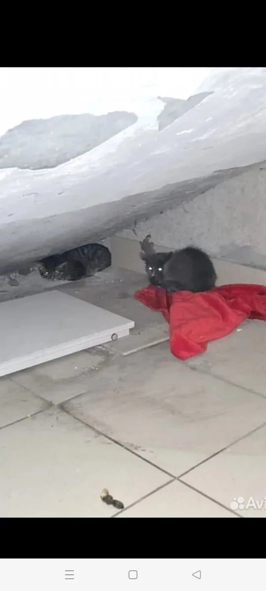 Найдена собака в Барнауле — фото питомца