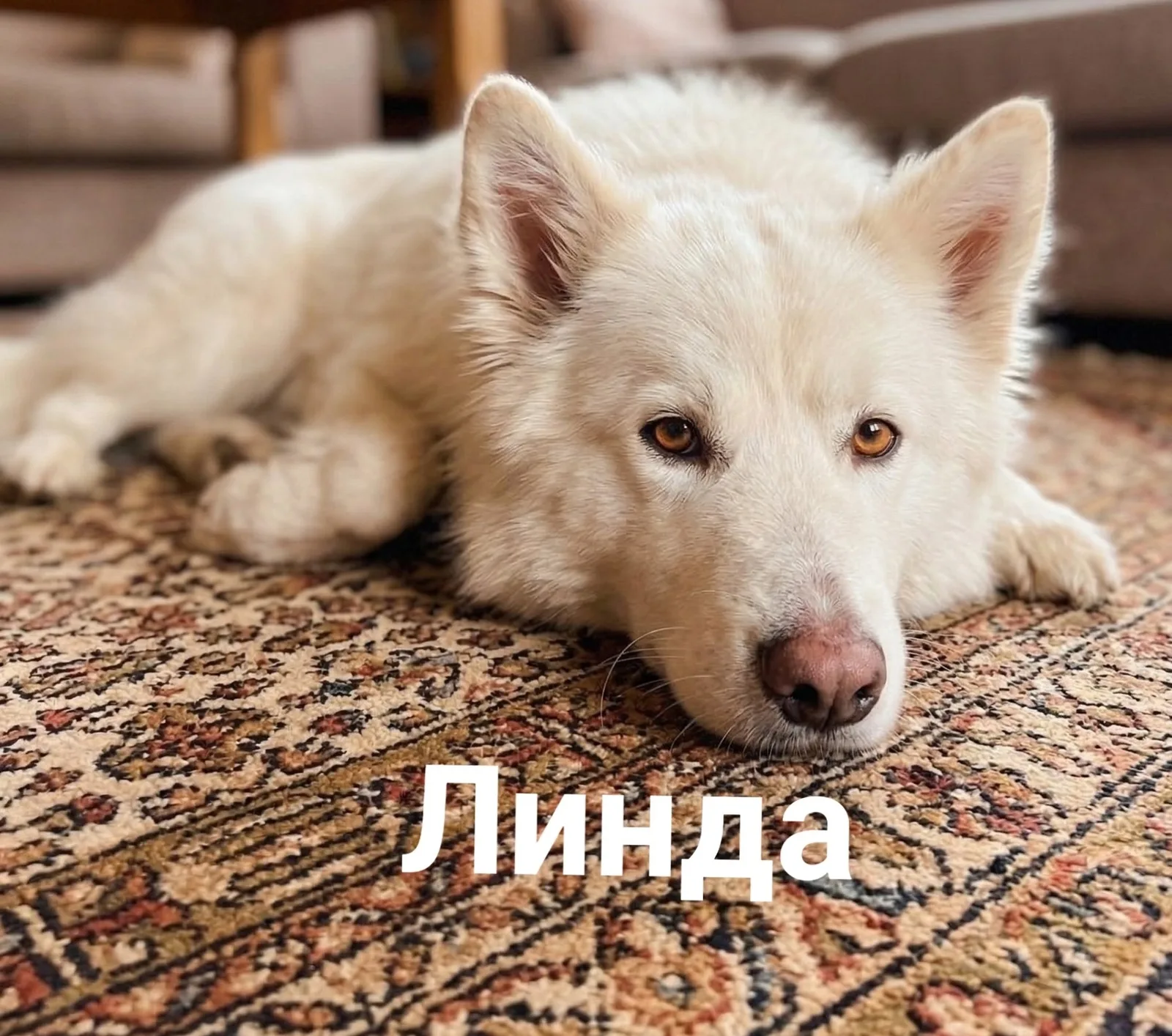 Пропала собака в Липецке — фото питомца