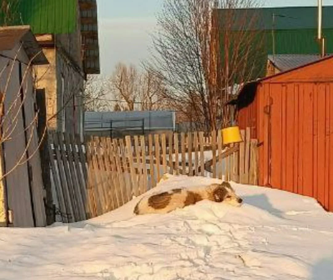 Найдена собака в Барнауле — фото питомца
