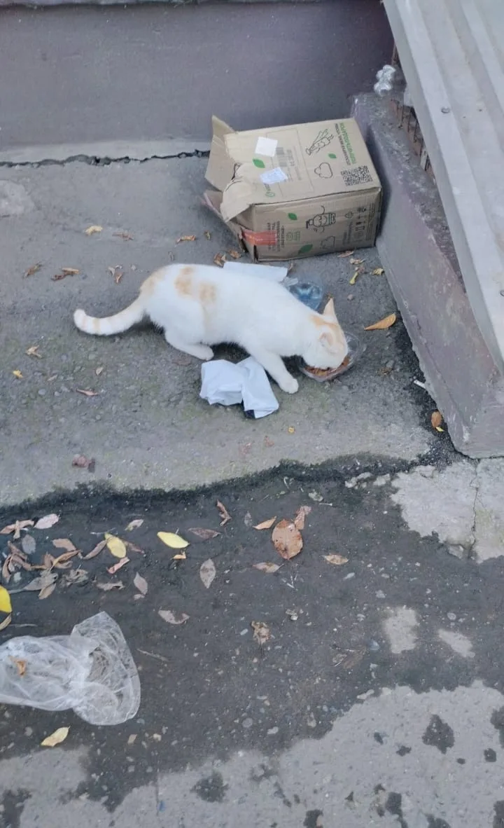Найдена собака в Барнауле — фото питомца