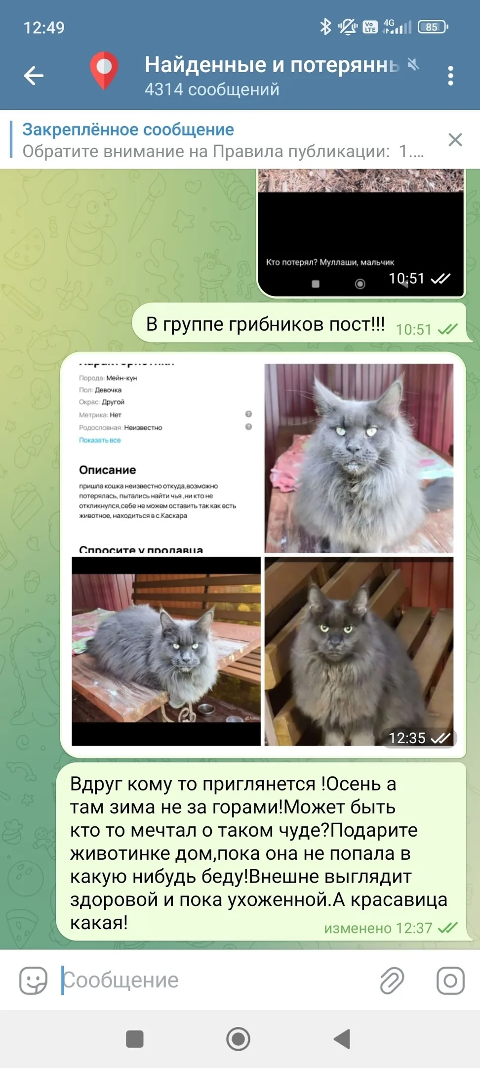 Найдена собака в Тюмени — фото питомца