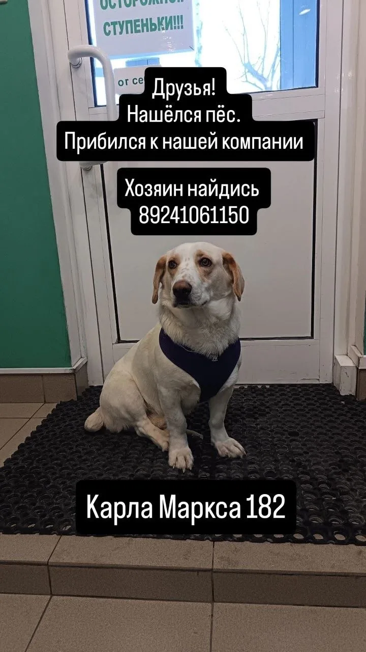 Найдена собака в Хабаровске — фото питомца