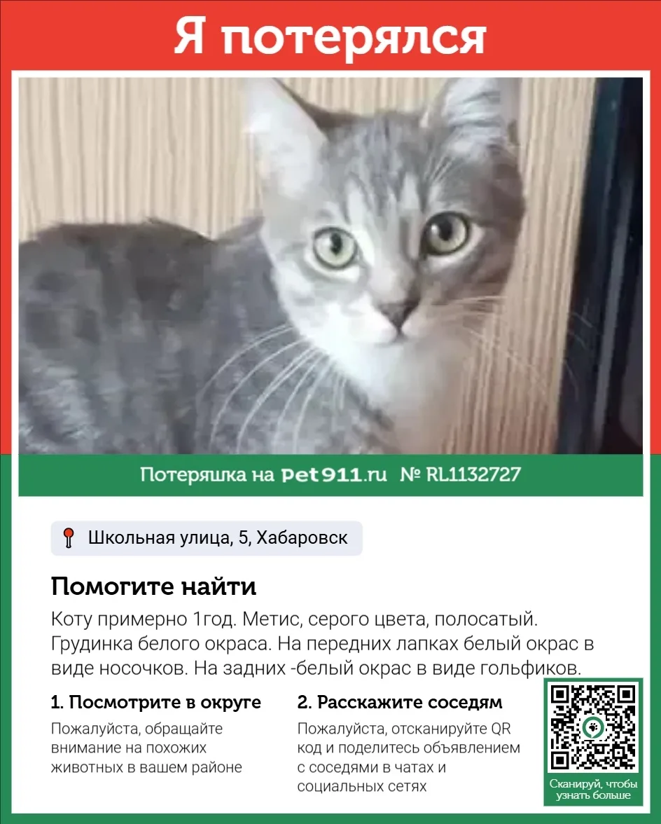 Пропала кошка в Хабаровске — фото питомца