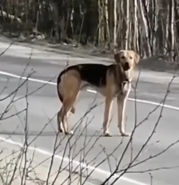 Пропала собака в Мурманске — фото питомца