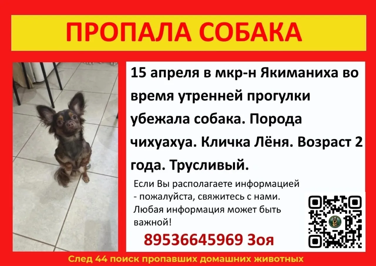 Объявление о питомце в Костроме — фото питомца
