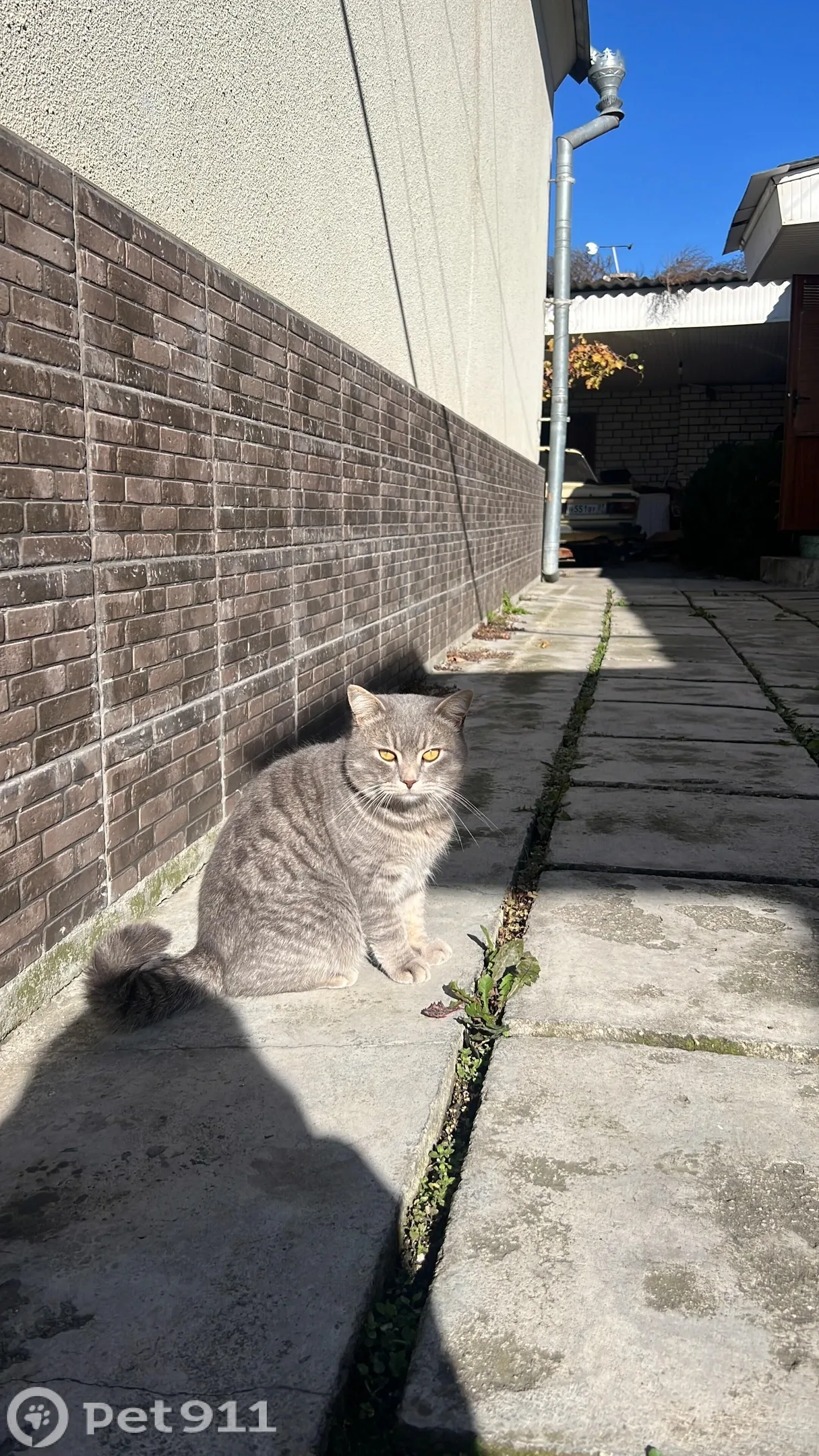 Найдена кошка в Нальчике — фото питомца