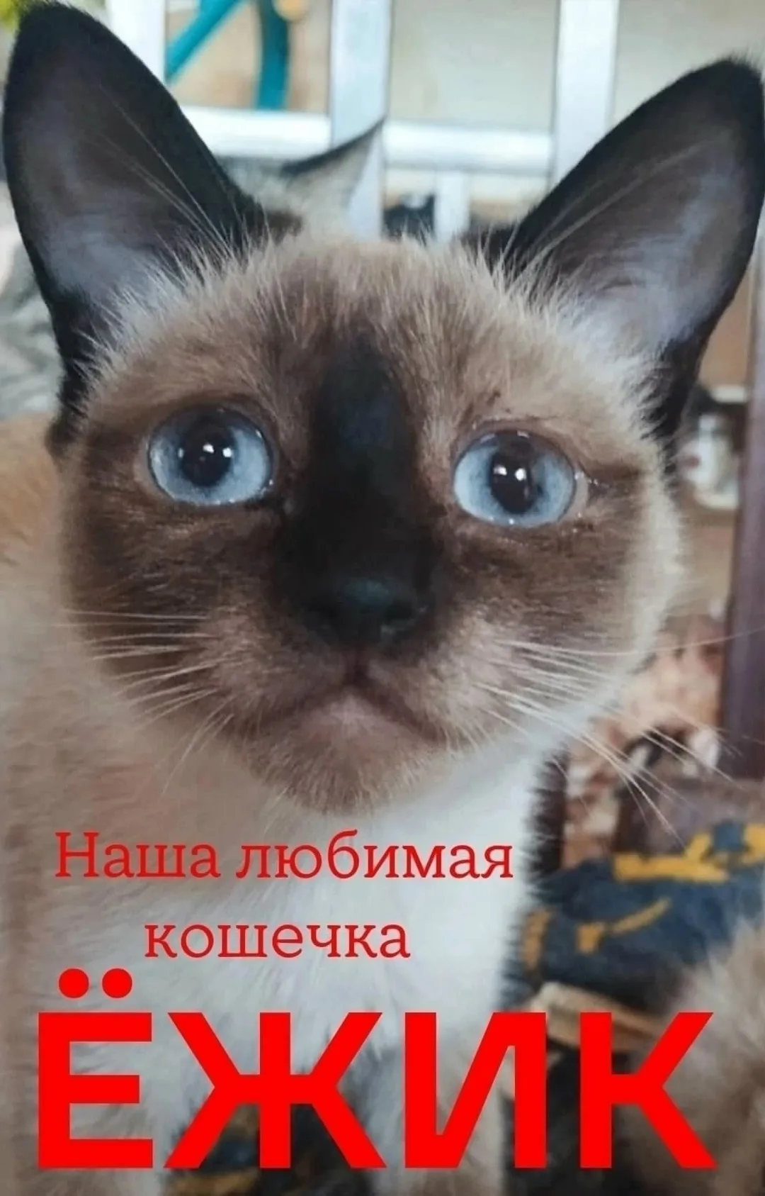 Найдена собака в Хабаровске — фото питомца