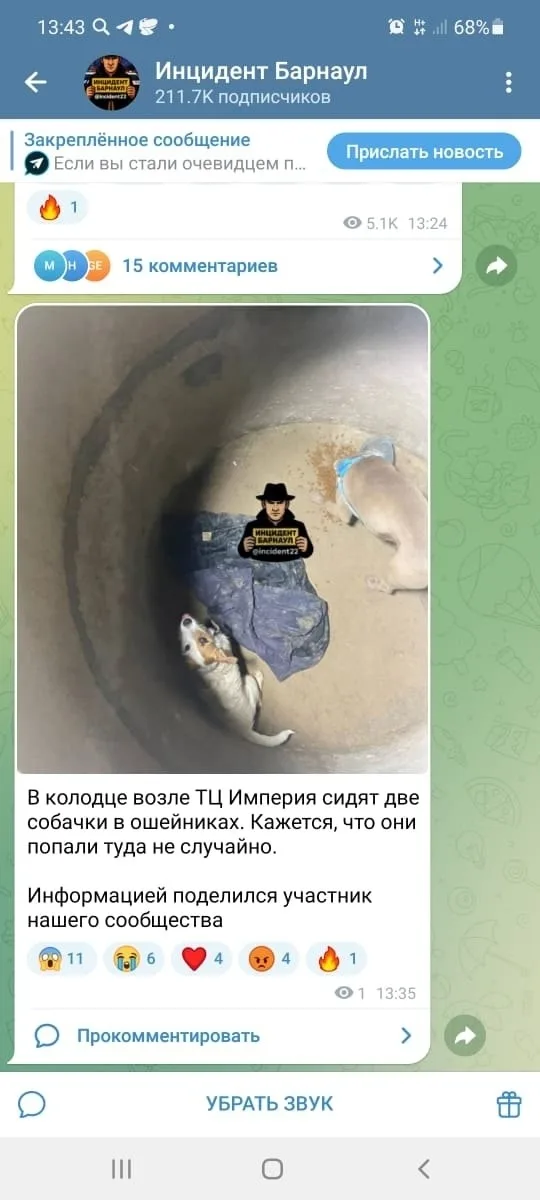 Найдена собака в Барнауле — фото питомца