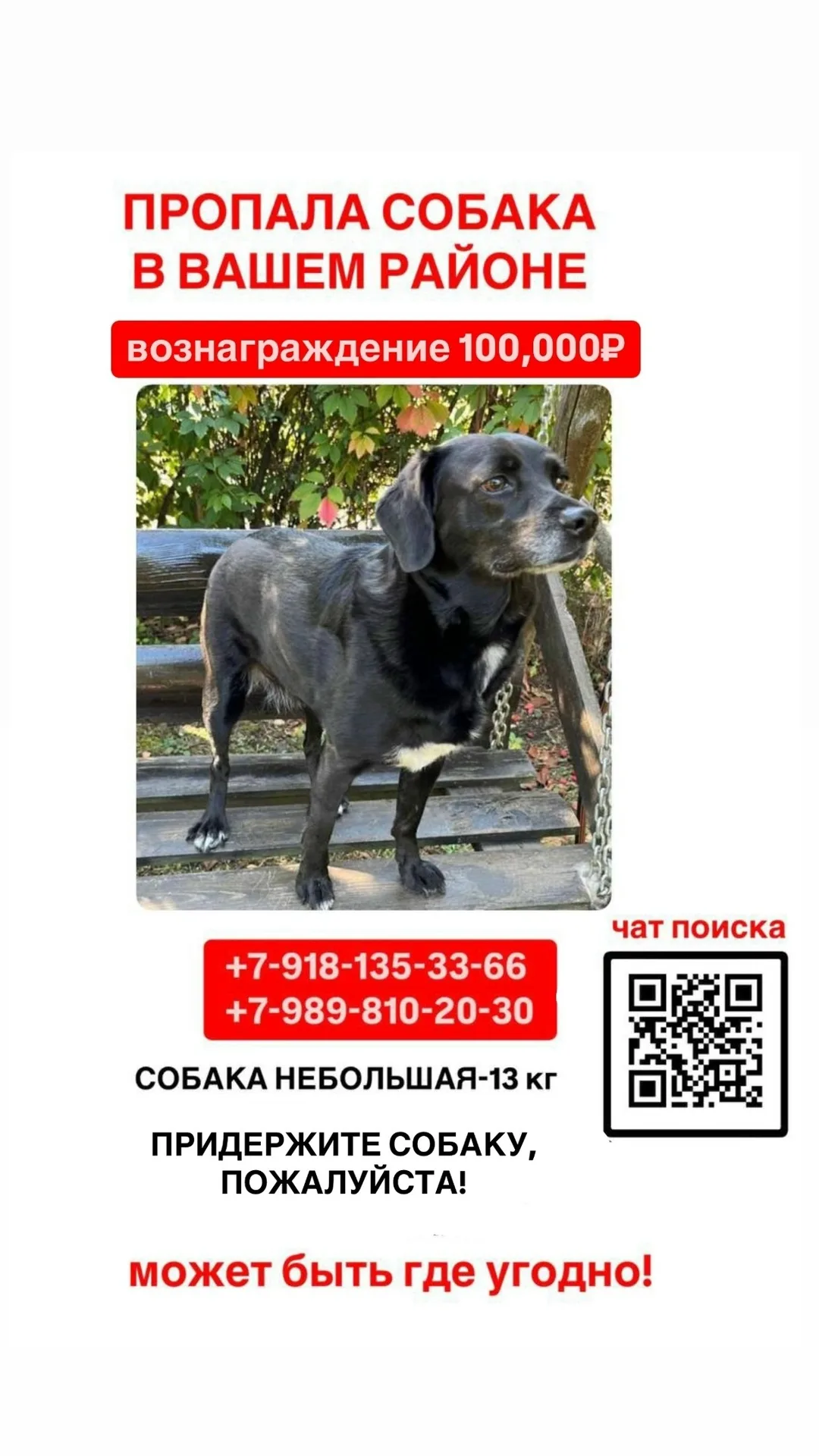 Найдена собака в Хабаровске — фото питомца