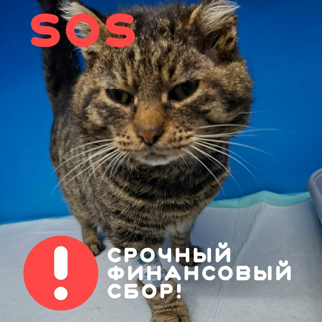 Найдена собака в Хабаровске — фото питомца