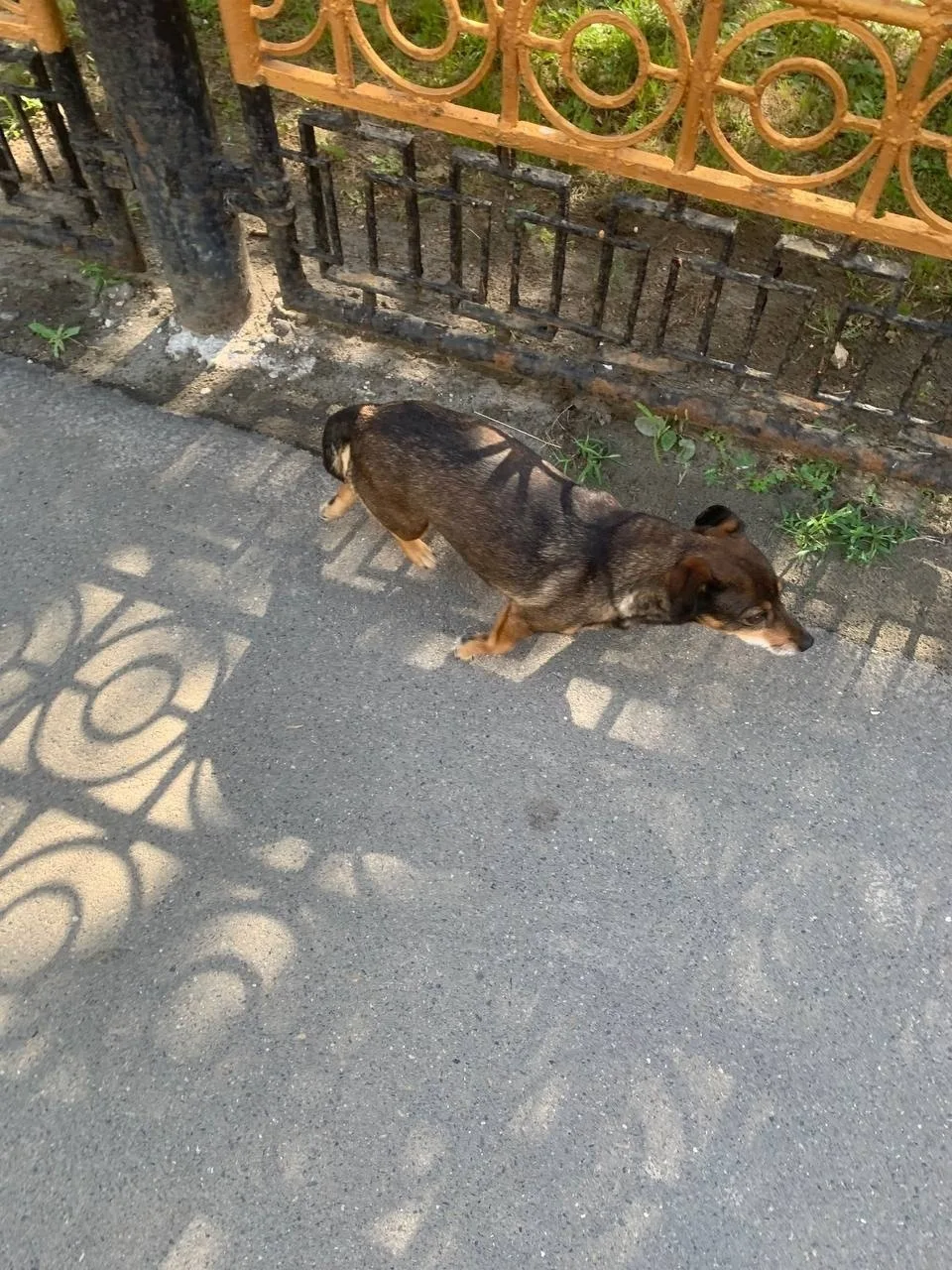 Найдена собака в Барнауле — фото питомца