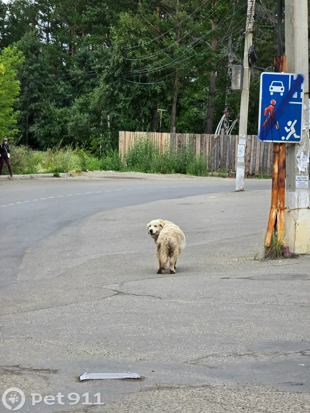 Найдена собака в Иркутске — фото питомца