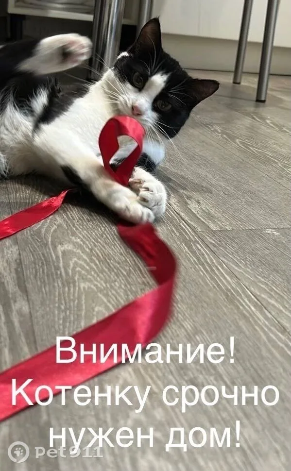 Найдена кошка в Иркутске — фото питомца