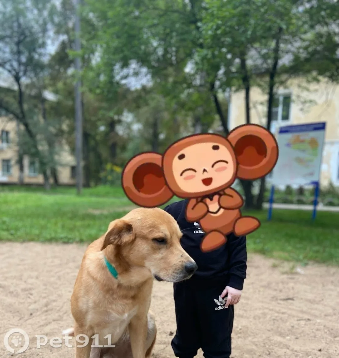 Пропала собака в Хабаровске — фото питомца