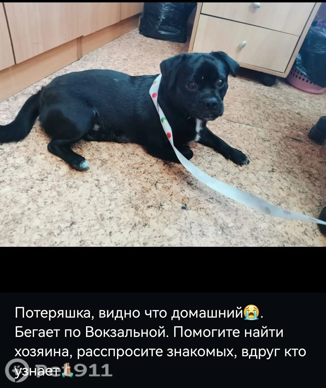 Найдена собака в Хабаровске — фото питомца