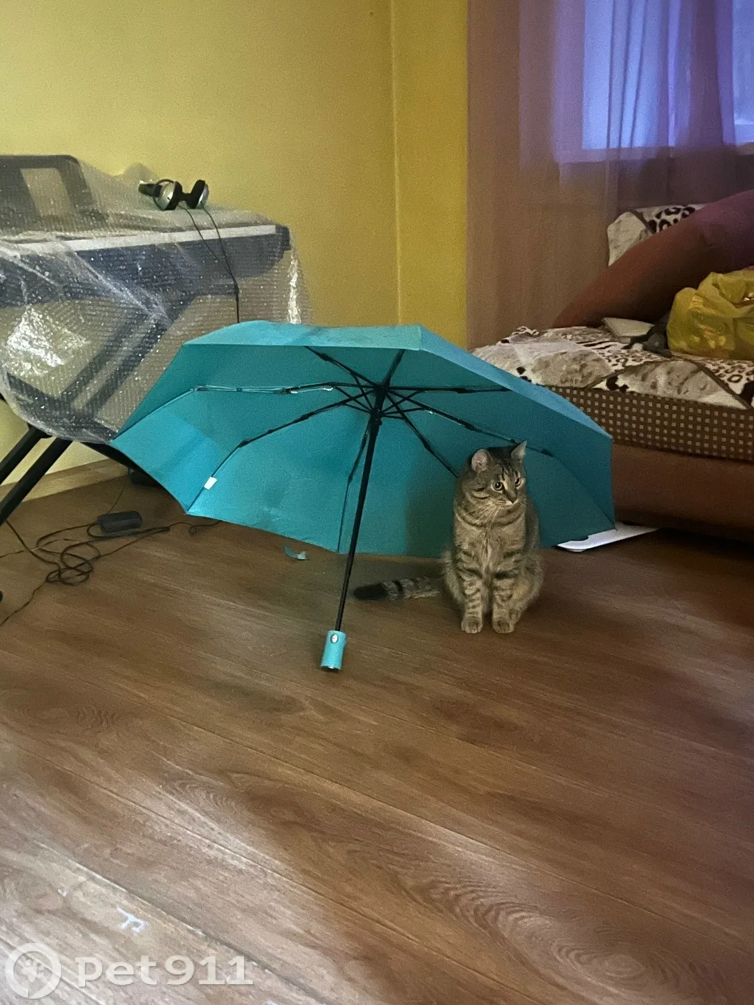 Пропала кошка в Иркутске — фото питомца
