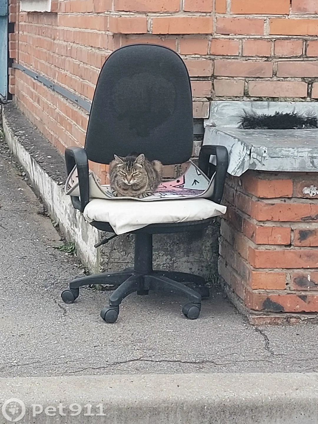 Найдена кошка в Хабаровске — фото питомца