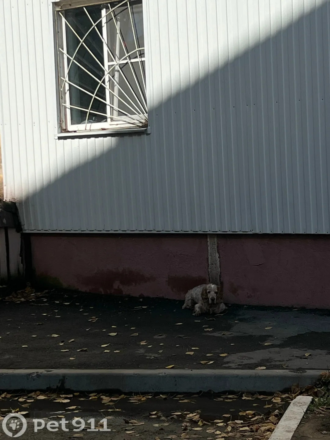 Найдена собака в Хабаровске — фото питомца