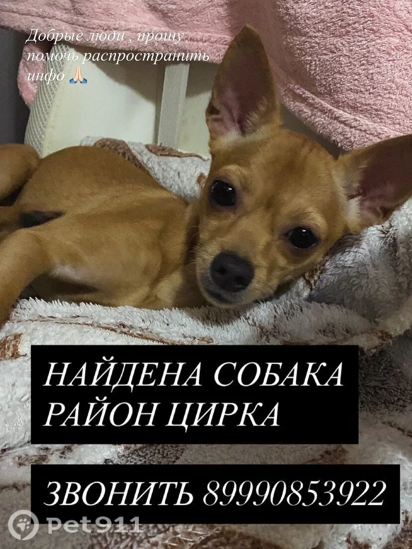 Найдена собака в Хабаровске — фото питомца